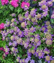 Clematis 'Taiga®' 3 Clematis 'Taiga®' - Afbeelding 3