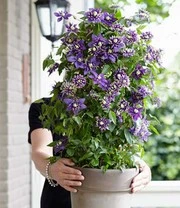 Clematis 'Taiga®' 4 Clematis 'Taiga®' - Afbeelding 4