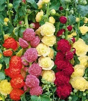 Vaste Planten 'Boerentuin' 3 Vaste Planten 'Boerentuin' - Afbeelding 3