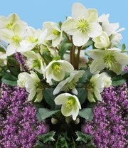 Vaste Planten 'Boerentuin' 5 Vaste Planten 'Boerentuin' - Afbeelding 5