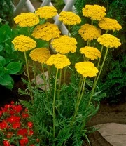 Vaste Planten 'Boerentuin' 7 Vaste Planten 'Boerentuin' - Afbeelding 7