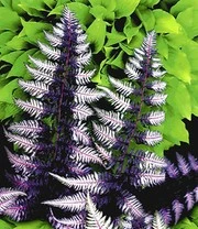 Winterharde Vaste Planten Voor De Schaduw 3 Winterharde Vaste Planten Voor De Schaduw - Afbeelding 3