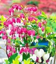 Winterharde Vaste Planten Voor De Schaduw 4 Winterharde Vaste Planten Voor De Schaduw - Afbeelding 4