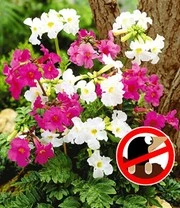 Winterharde Vaste Planten Voor De Schaduw 5 Winterharde Vaste Planten Voor De Schaduw - Afbeelding 5