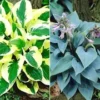 Reuze Hosta Collectie Voor Een Voordeelprijs
