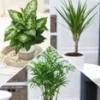 Kamerplanten Collectie 'Fresh Air'