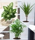 Kamerplanten Collectie 'Fresh Air'