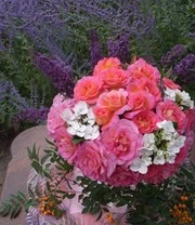 Bestsellers -Tuin Eden Verkoopwinkel 8989180985374