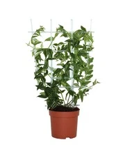 Wasbloem 'Hoya Bella' 4 Wasbloem 'Hoya Bella' - Afbeelding 4