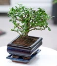 Bonsai Carmona 'Fukientee' Incl. Schaal