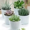 Succulenten Collectie Van 5 Incl. Glazen Sierpot