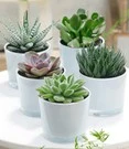Succulenten Collectie Van 5 Incl. Glazen Sierpot