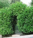 Laurierkers 20 Planten