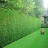 Leyland Cipres Haag 50 Planten