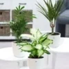 Kamerplanten Collectie 'Classic' Incl. Elho® Sierpot 'wit'