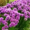 Geurende Allium 'Millenium'