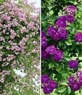 Bestsellers 5 Collectie: Ramblerrozen 'blauw En Roze'