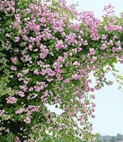 Bestsellers -Tuin Eden Verkoopwinkel 9011920306206