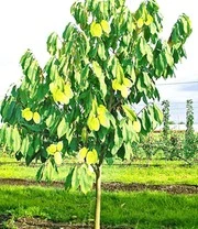 Bestsellers -Tuin Eden Verkoopwinkel 9012582416414