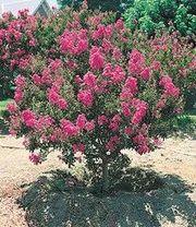 Bloeiende Struiken Collectie 3 Bloeiende Struiken Collectie - Afbeelding 3