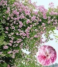 Ramblerroos 'Paul's Himalayan Musk Rambler®'