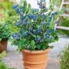 Blauwe Bosbessen 'Blue Parfait'