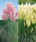 Bestsellers 10 Pampasgras-Collectie