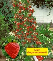 Bestsellers -Tuin Eden Verkoopwinkel 9012854161438