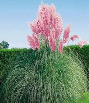 Bestsellers -Tuin Eden Verkoopwinkel 9012854259742