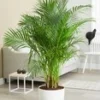 Areca Palm Ca. 120-130 Cm Hoog