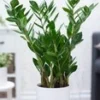 Zamioculcas Ca. 55-65 Cm Hoog