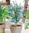 Winterharde Eucalyptus 'Azura®' In 2-liter XXL-pot