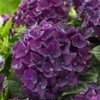 Tuinhortensia 'Deep Purple Dance®'