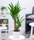 Yucca Palm Ca. 65-75 Cm Hoog