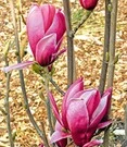 Magnolia 'March Till Frost'