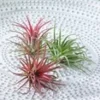 Tillandsia Collectie