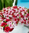 Bestsellers 15 Calibrachoa Mix Petunia 'Double PinkTastic® & Double Red®'