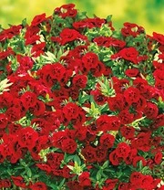 Bestsellers -Tuin Eden Verkoopwinkel 9033031974942