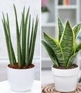 Bestsellers 7 Kamerplanten Collectie 'Vrouwentong Duo'