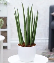 Bestsellers -Tuin Eden Verkoopwinkel 9033432530974