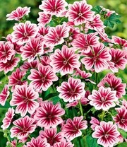 Winterharde Vaste Planten 'Zonnig Tuinperk' 3 Winterharde Vaste Planten 'Zonnig Tuinperk' - Afbeelding 3