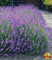 Winterharde Vaste Planten 'Zonnig Tuinperk' 5 Winterharde Vaste Planten 'Zonnig Tuinperk' - Afbeelding 5