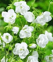 Winterharde Duurzame Bloeiers 6 Winterharde Duurzame Bloeiers - Afbeelding 6