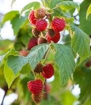 Balkonframboos 'Maddalena®' 2 Balkonframboos 'Maddalena®' - Afbeelding 2