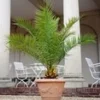 Canarische Dadelpalm Ca. 50-60 Cm Hoog