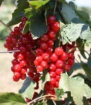 Tuin Eden Verkoopwinkel -Tuin Eden Verkoopwinkel 9037819641886