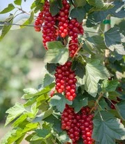 Aalbeszuil 'Rovada®' 3 Aalbeszuil 'Rovada®' - Afbeelding 3