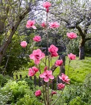 Magnolia 'Watermelon®' 3 Magnolia 'Watermelon®' - Afbeelding 3