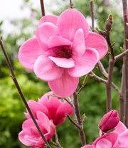 Magnolia 'Watermelon®' 4 Magnolia 'Watermelon®' - Afbeelding 4