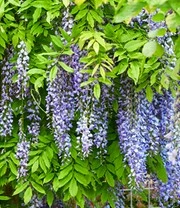 Bestsellers -Tuin Eden Verkoopwinkel 9038200832030